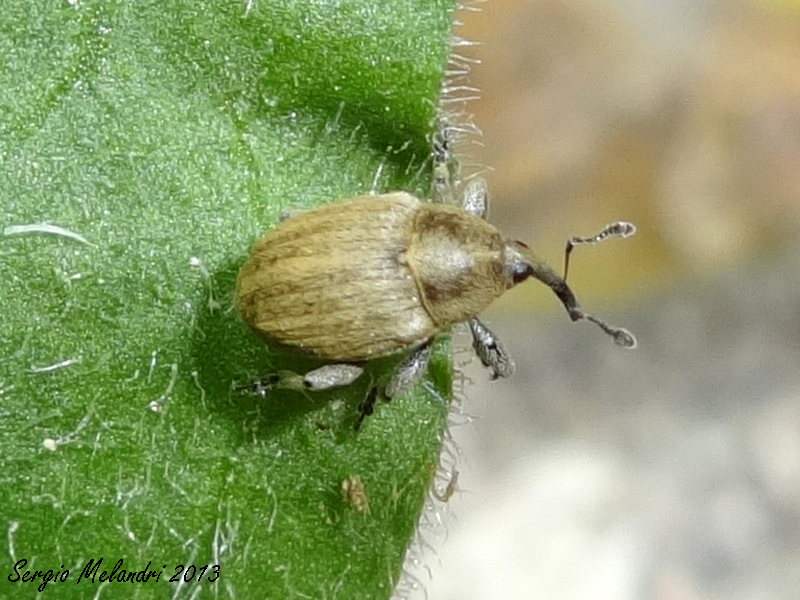 Identificazione - Sibinia pellucens (Curculionidae)